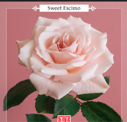 ROSE  LPK Sweet Escimo 25 St(Stems)