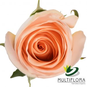 ROSE 60cm PEA Tiffany 25 St(Stems)