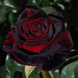 RED ROSES BLACK BACCARA 25ST 40cm