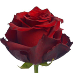 RED ROSES  EXPLORER 25ST 50cm