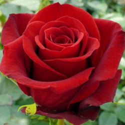 RED ROSES FREEDOM 25ST 40cm