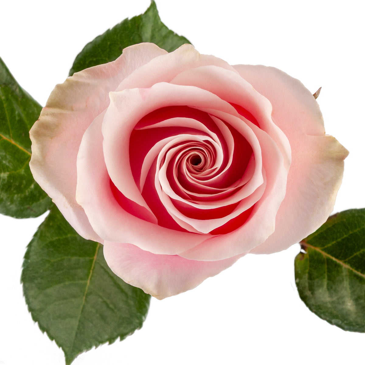 COLOR ROSES LIGHT PINK MONDIAL