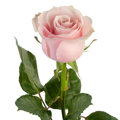 COLOR ROSES LIGHT PINK MONDIAL