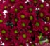SANTINI EX PUR Armstrong 7st(Bunches)