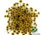SANTINI EX YEL Molly Yellow 7st(Bunches)