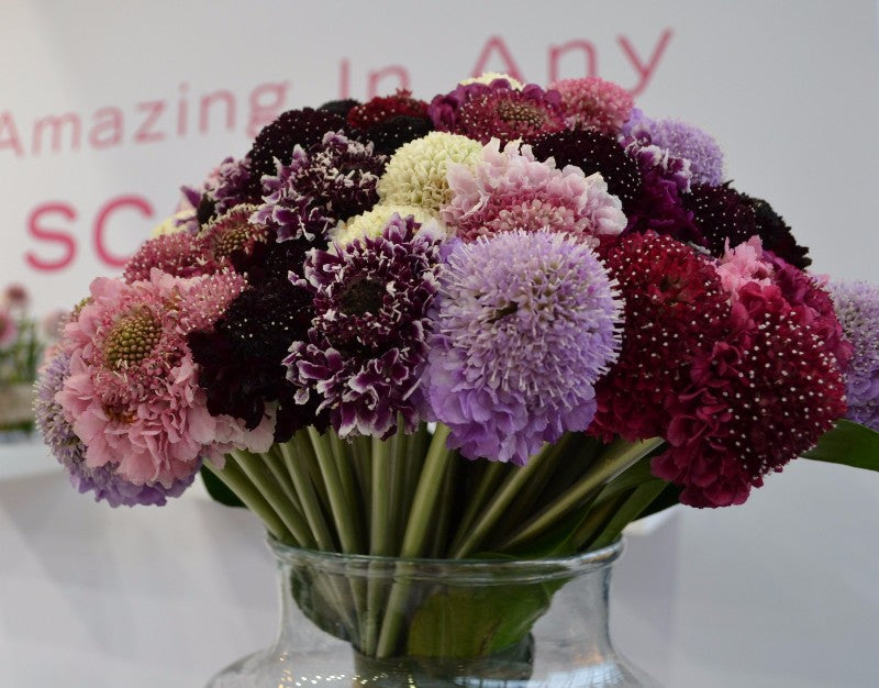 SCABIOSA SCOOP ASSORTED 60CMS 10ST 60cm