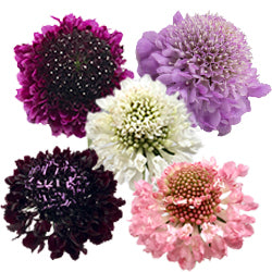 SCABIOSA 60cm AST ASSORTED 10 St(Stems)