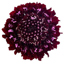 SCABIOSA 50cm PUR Blackberry 10 St(Stems)