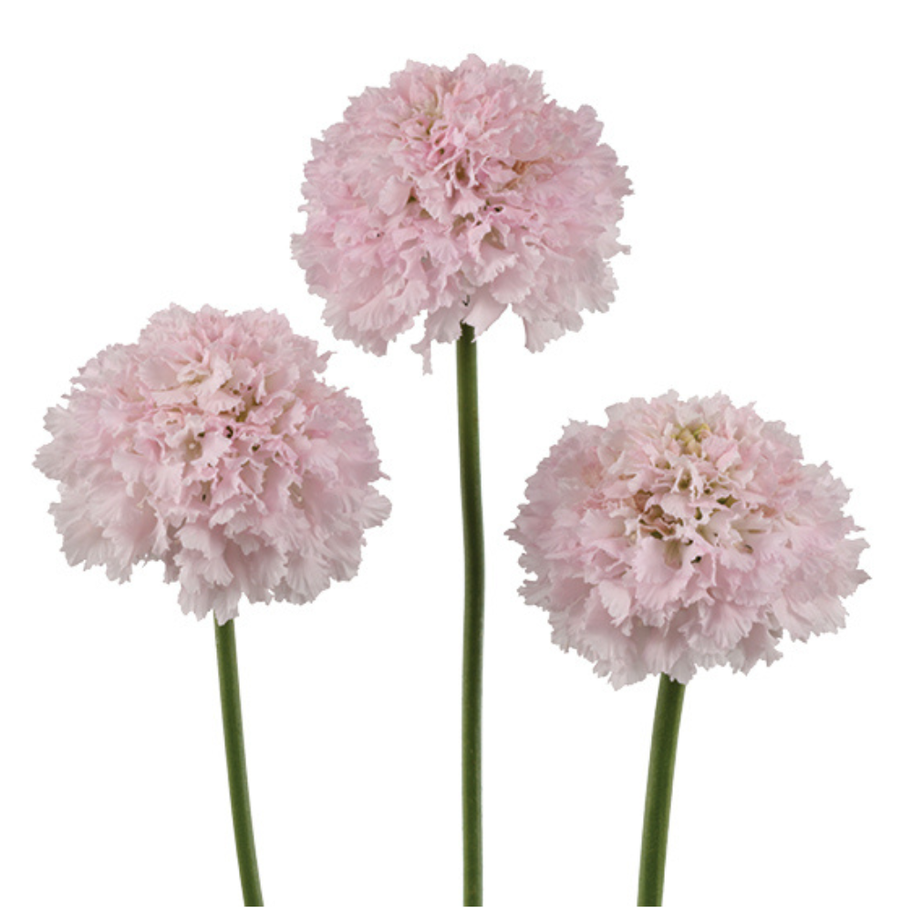 SCABIOSA 50cm LPK Bon Bon Scoop French Vanilla Blush 10 St(S