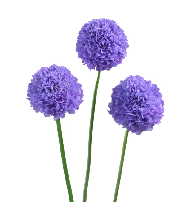 SCABIOSA 60cm PUR FOCAL SCOOP TEABERRY 10ST 10 St(Stems)