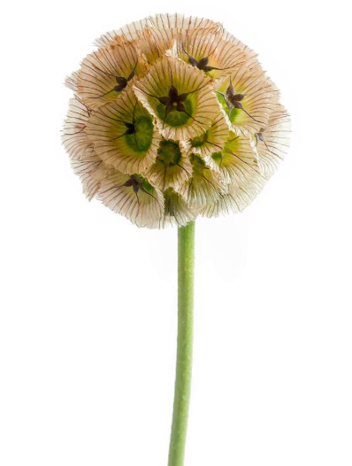 SCABIOSA SCOOP GREEN PODS 60cm 10st 60cm