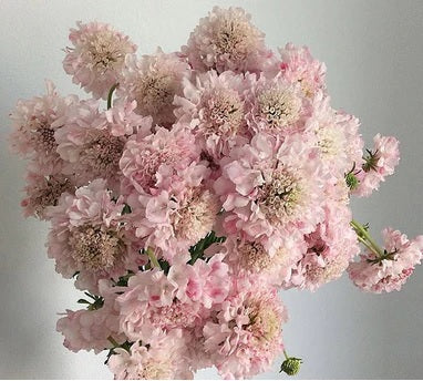 SCABIOSA 60cm LPK Focal Hanoi Whi/Blush 10st 10 St(Stems)