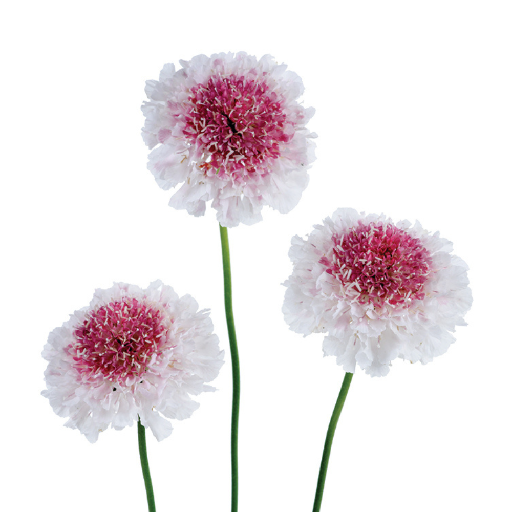 SCABIOSA 50cm BIC Hoop Scoop Strawberry Whi/Pink 10 St(Stems