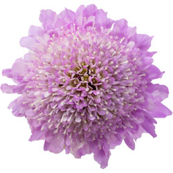 SCABIOSA 60cm LAV Soft Lavender 10 St(Stems)