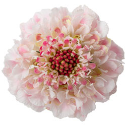 SCABIOSA 50cm LPK Light Pink 10 St(Stems)