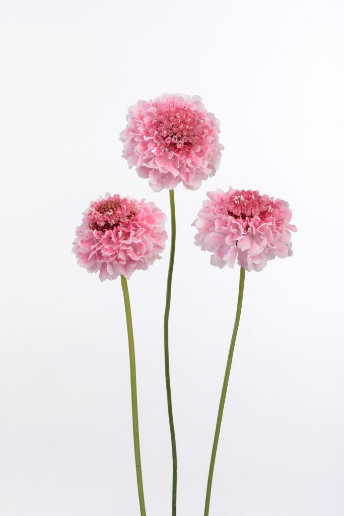 SCABIOSA SCOOP MARSHMELLOW LTPK 60-70 10s Select