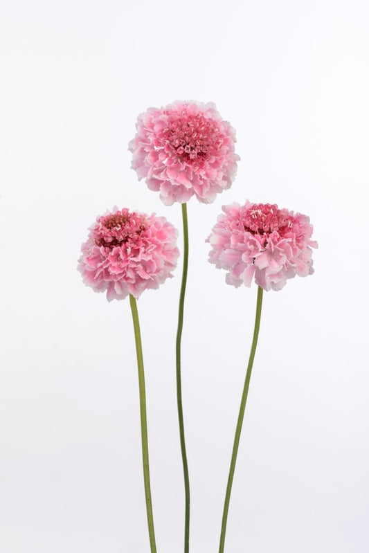 SCABIOSA SCOOP MARSHMELLOW LTPK 60-70 10s Select