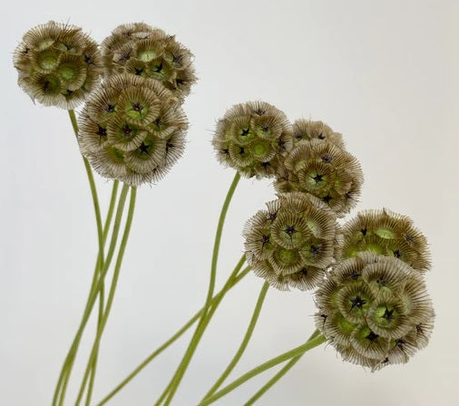 SCABIOSA 60cm GRE Stellata Pods 10st 10 St(Stems)