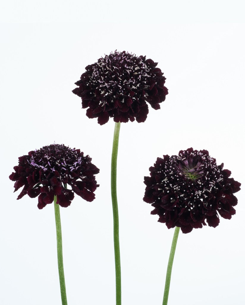 SCABIOSA SCOOP BLACKBERRY  cms10s 55cm