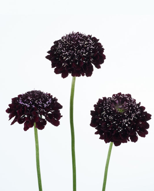 SCABIOSA SCOOP BLACKBERRY  cms10s 55cm