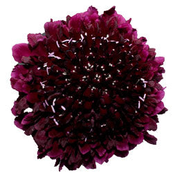 SCABIOSA 60cm BUR Red velvet 10 St(Stems)