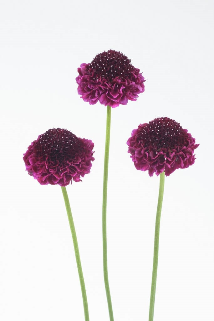 SCABIOSA SCOOP RED VELVET 10ST 60 70cm