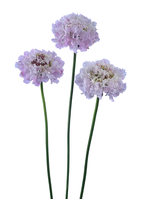 SCABIOSA 60cm LAV BON BON SCOOP SWEETNESS 10 St(Stems)