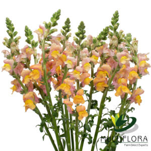 SNAPDRAGON 70cm ORA Orange 10st 10 St(Stems)