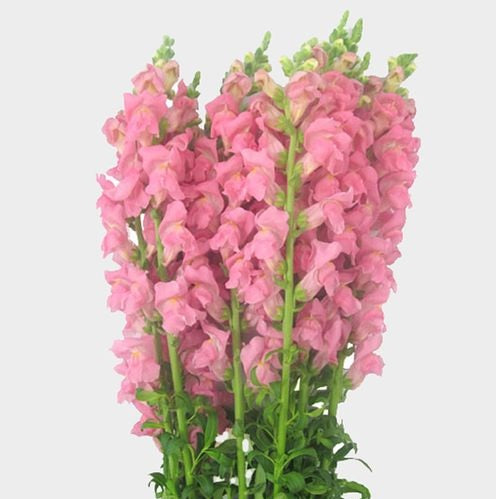 SNAPDRAGON 80cm PNK Pink 10 St(Stems)