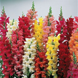 SNAP DRAGON ASSORTED 10ST PRM