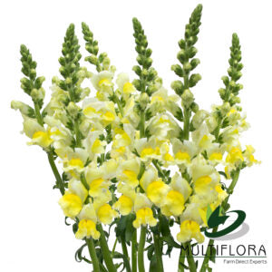 SNAPDRAGON  YEL Yellow 10st 10 St(Stems)