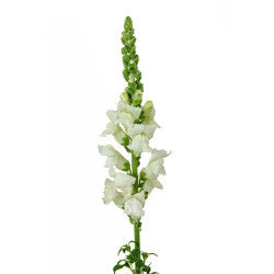 SNAP DRAGON WHITE 10ST PRM