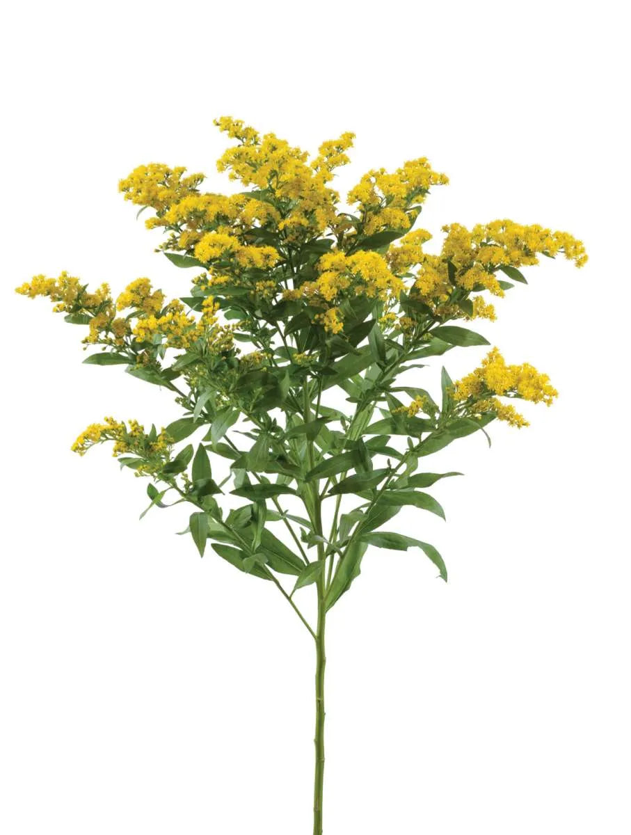SOLIDAGO 80cm YEL Golden Glory 10st(Bunches)