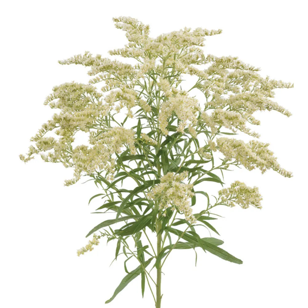 SOLIDAGO 70cm CRE Moonlight Glory 10st(Bunches)