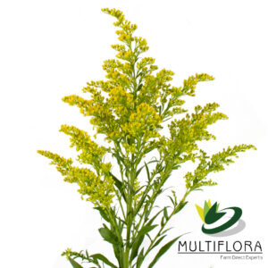 SOLIDAGO 70cm YEL Tara 10st(Bunches)