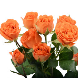 SPRAY ROSES BABE ORANGE
