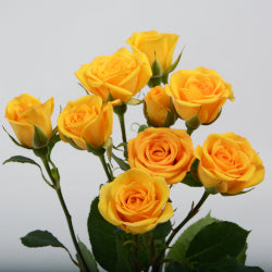 SPRAY ROSES BABE YELLOW 10ST 40cm