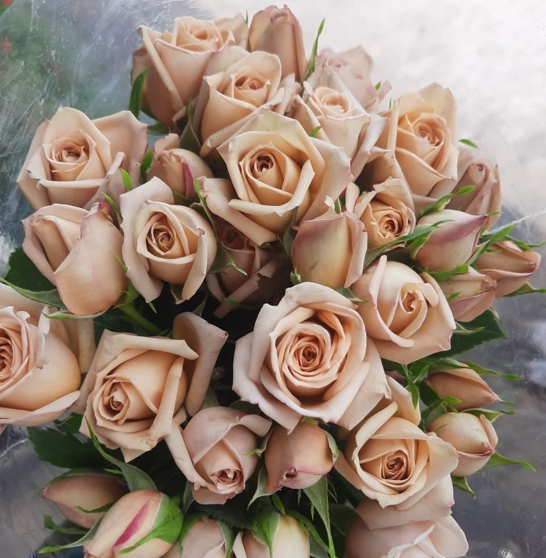 SPRAY ROSES CAFFE LATTO 10ST 50cm