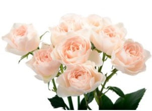SPRAY ROSES CELESTIAL BLUSH LIGHT PINK 10ST 50cm