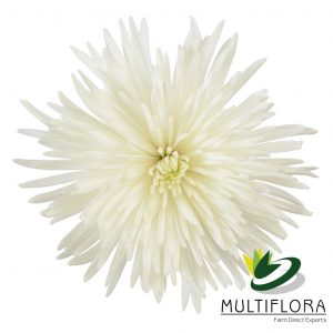 SPIDER MUM EX WHI Anastasia White 10st 10 St(Stems)