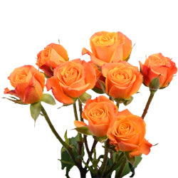 SPRAY ROSES ORANGE MAMBO 10ST 40cm