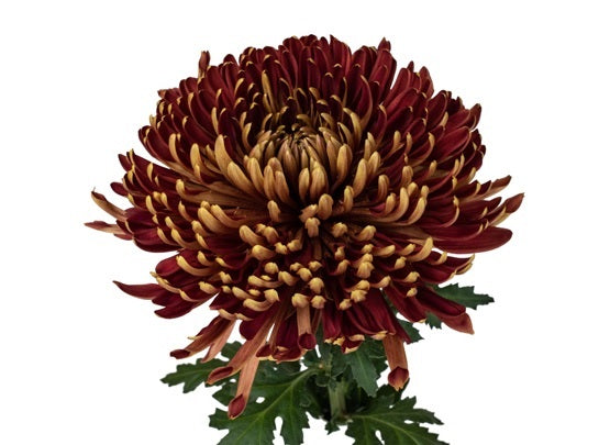 SPIDER MUM EX BRZ COCOA 10 St(Stems)