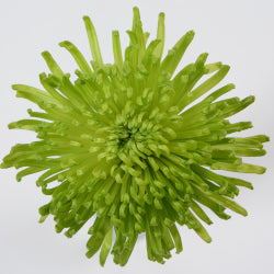 SPIDER MUM EX GRE Green 10 St(Stems)