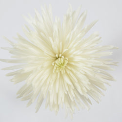 SPIDER MUM EX WHI White 10st 10 St(Stems)