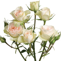 SPRAY ROSES PORCELINA PEACH/CREAM 10ST 50cm
