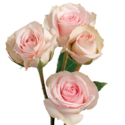 SPRAY ROSES STAR BLUSH BABY PINK 10ST 50cm