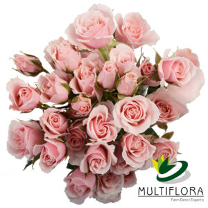 SPRY ROSE 40cm LPK Majolika 10st 10 St(Stems)