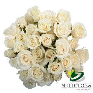 SPRY ROSE 60cm WHI Majolika White 10st 10 St(Stems)