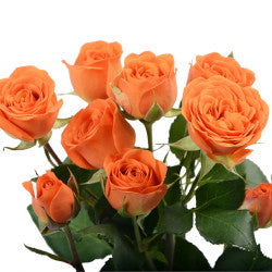 SPRY ROSE BABE ORANGE 10ST 50CM