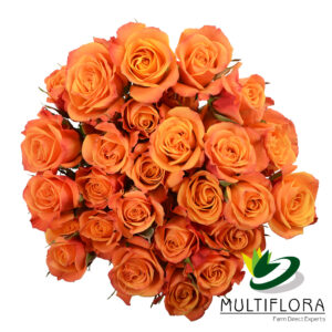 SPRY ROSE MAMBO 50CM